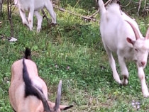 Vând țapi saanen și alpina franceza