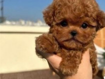 Pudel mini toy rasa pura cu pedigree