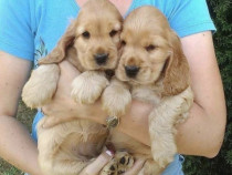 Cocker Spaniel puiuți