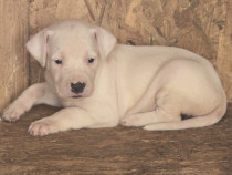 Pui Dog Argentinian