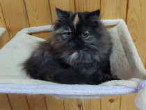 Pisicuta persana adorabila