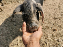 Porci Bazna de vânzare