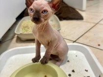 Pui de pisica sphynx / sphinx - femela