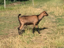 Tăpic alpin bun de monta