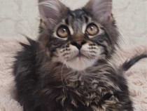 Maine coon motănei și pisicuțe