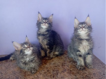 Maine coon pisoiasi