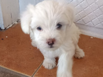 Puiuți bischon maltez