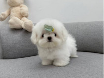 Bichon Maltez Mini Toy