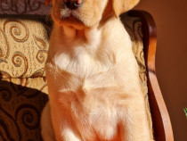 Labrador Retriever Aurii complet vaccinați și deparazitati