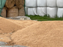 Grâu din agricultură ecologică pentru consum si samanta C2