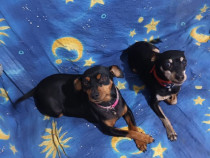 Pui Pinscher Pitic adoptie