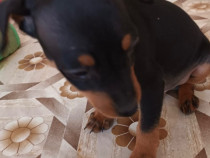 Pui Pinscher Pitic adoptie