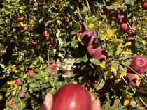 Palinca de mere naturala,calitate superioara