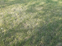 Teren agricol extravilan 1 ha