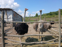 Struți de tinut sau pentru sacrificat