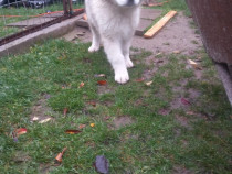 Ciobanesc de bucovina pret negociabil