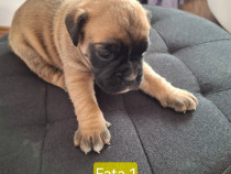 Caini boxeri - pui 1 luna