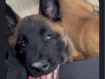 Pui Ciobanesc Belgian Malinois Rasa Pura