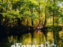 Loturi de casă 720 - 900 mp, langă Pădure în eForest, acces asfaltat