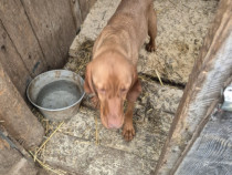 Caine de trufe vizsla