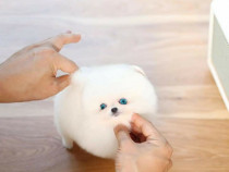 Pomeranian Mini Boo talie foarte mica