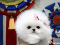 Pomeranian talie mica rasă pura