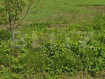 Teren 7500 mp intravilan, industrial/comercial, stradal in C