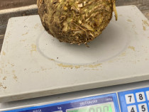 Țelină-hibrid “Diamant”