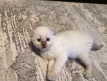 Vand pui de pisica Scottish Fold