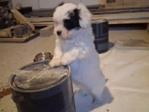Catei Shih tzu si Bichon