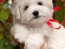Bichon maltez alb baiat