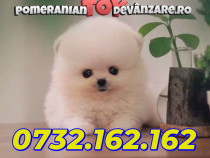Pomeranian Mini de vanzare cu Factura Garantie Microcip Carnet Livrare