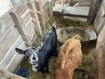 Capra gestantă și tap