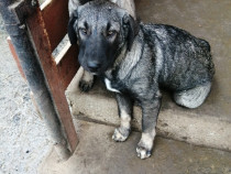 Femelă rasa Kangal.