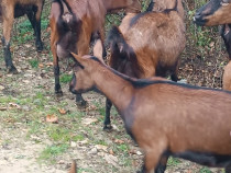 Capre alpina franceza