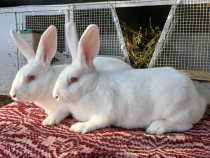 Iepuri Hycole Francez!