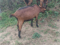 Iede alpina franceza