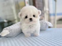 Bichon Maltez Mini Toy