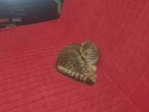 Canapea Ikea.Husa.topper