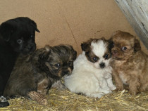 Pui de pechinez drăguți