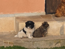 Pui de pechinez drăguți