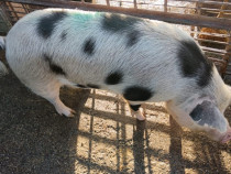 Vând porc, și unsoare de casă