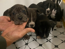 Vând căței Cane Corso