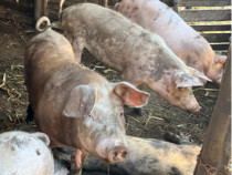 Porci crescuti naturale cu cereale