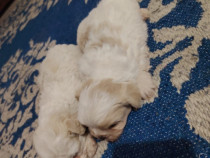 Cățeluș și cățelușa