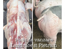 Vând porci de carne