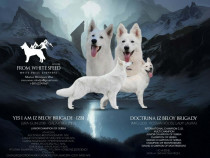 Ciobănesc Elvețian Alb &ndash; Pui