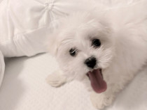 Bichon maltez alb 2 luni