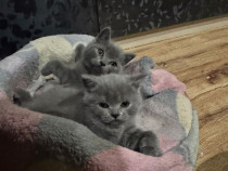 British shorthair blue