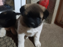 Akita American căței Akita